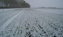 冬天麦盖三层被歇后语