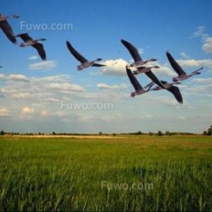 天鹅鹅的寓言词在蔚蓝的天空