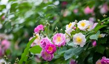 娃儿上学开心的句子 形容小孩上学开心的句子