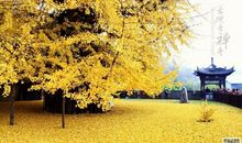 四面八方造句大全