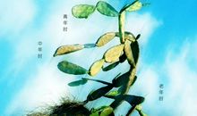 关于坚强的比喻句