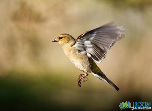 关于鸟类的谚语