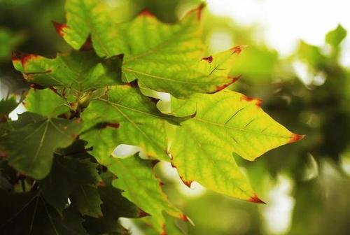 夏末秋初的句子