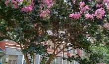 花儿开了改比喻句