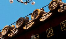 关于杏花的比喻句