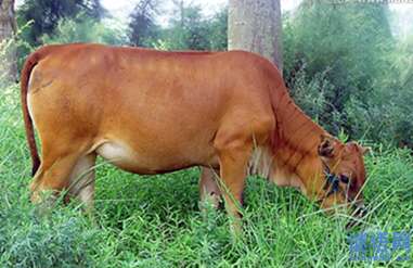 牛犊的尾巴寓言