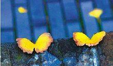 描写落叶的比喻句