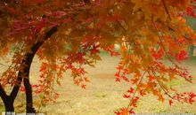 表达秋天的诗句