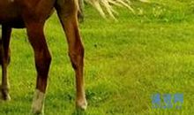 马尾巴拴豆腐歇后语