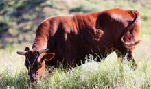 初生之犊的歇后语