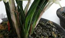 开花的白菜歇后语