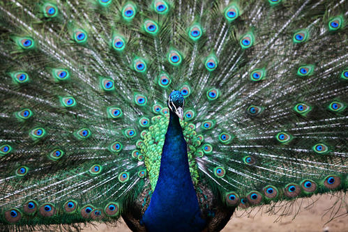 关于孔雀的寓言