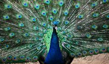 关于孔雀的比喻句