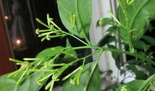 用夜来香写比喻句