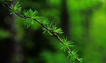 用松树写比喻句