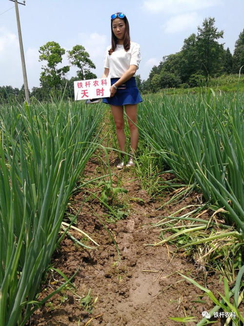 描述大蒜的寓言