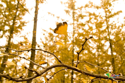 描述秋天和初冬的句子