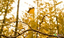 形容秋末初冬的句子