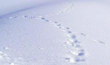 赞美冬天的优美句子