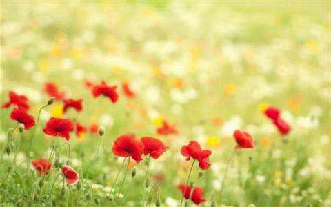 只有静静地吟诵多年并窃窃私语，您才能获得内心的平静1