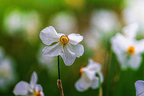愿一朵花的芬芳舒缓我内心的不安，拥抱一切好运1