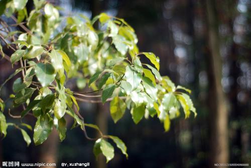 描述樟脑树的比喻句