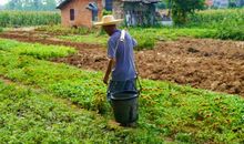 入秋的高粱歇后语