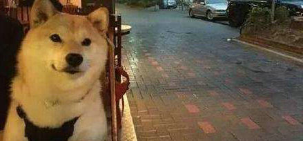 沉迷于光辉的爱，但我只是一只普通的单身狗