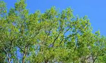 春天的优美的句子