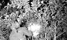 歇后语炸了窝的马蜂