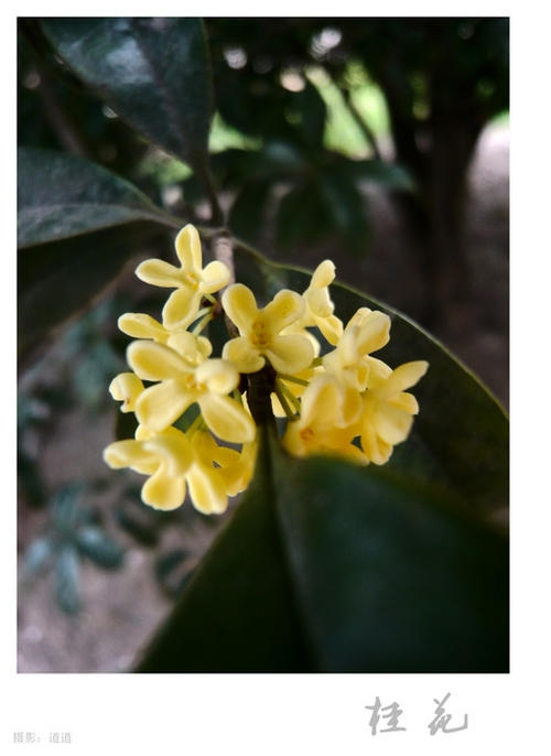 关于桂花的寓言