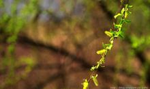 柳树开花歇后语