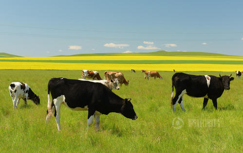 关于草原的寓言