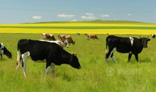 有关草原的比喻句