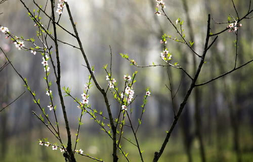 美丽的句子描述初秋