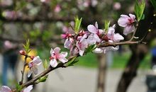 比喻春天的句子