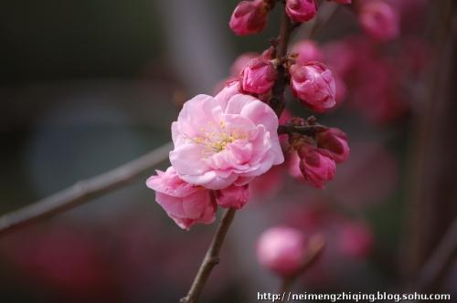 欣赏李子的优美句子