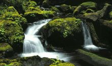 他的国经典句子