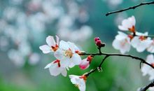 关于春花的比喻句