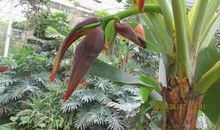 芭蕉开花歇后语