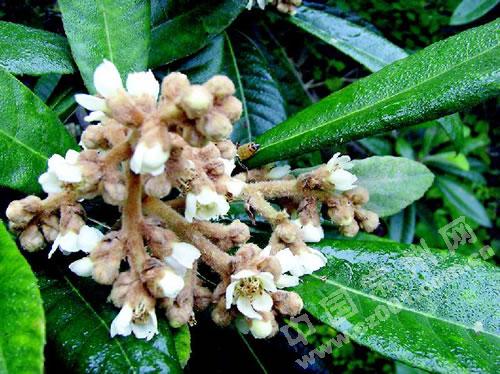 关于中草药的谚语