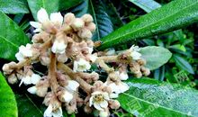 关于中草药的谚语