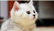 布袋里买猫歇后语