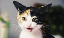 小猫打呼噜歇后语