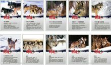 八字霸气狼性口号