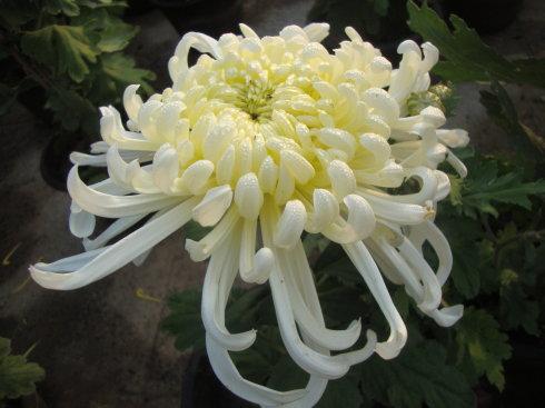 告别朋友的问候