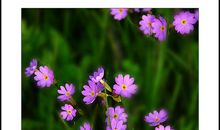 百花盛开造句大全