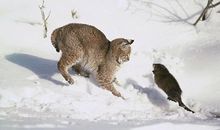 老鼠咬猫歇后语