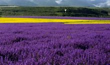 风景好句子大全