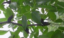 关于枣树的比喻句